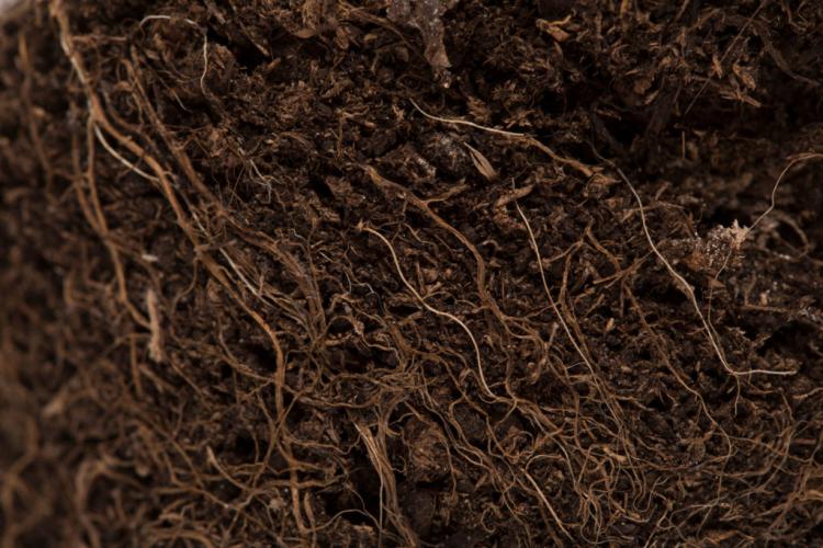 Mycorrhizal fertilizer: properties, effects & application