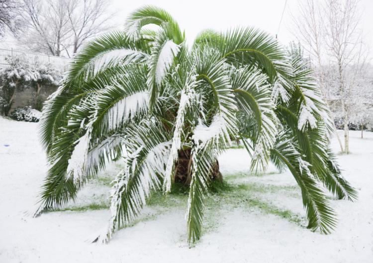 Hibernating palm trees: outdoors & indoors