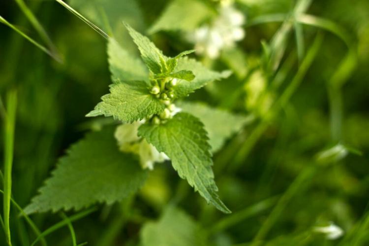 Nettle Manure And Field Horsetail Tea: Proven Fertilizer For The Garden