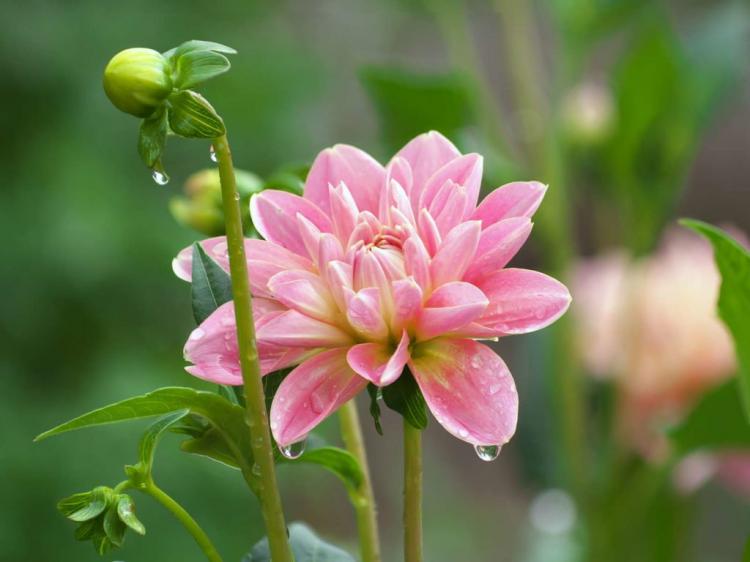 Caring for dahlias: care tips from the experts