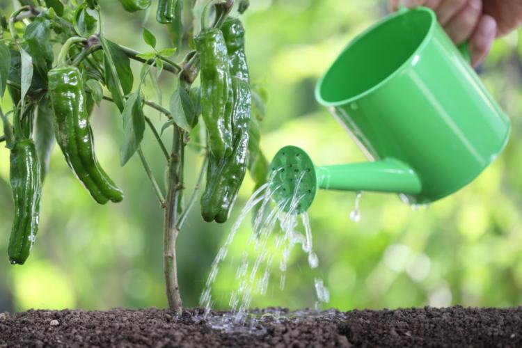 Fertilizing paprika: when, how & which fertilizer?
