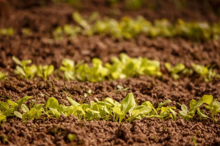 Planting lettuce: instructions for growing lettuce