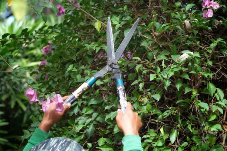 Bougainvillea cutting, fertilizing & watering (instructions)