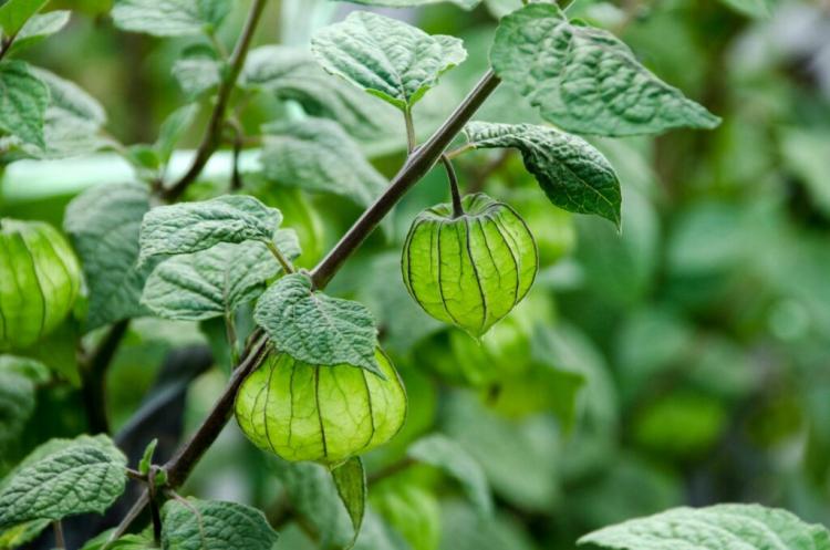 Maintaining Physalis: Tips for pruning, fertilizing & cutting
