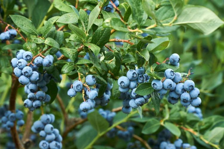 Propagating Blueberries: Successful Professional Tips