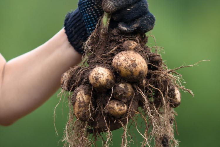 Harvesting potatoes: correct procedure & timing