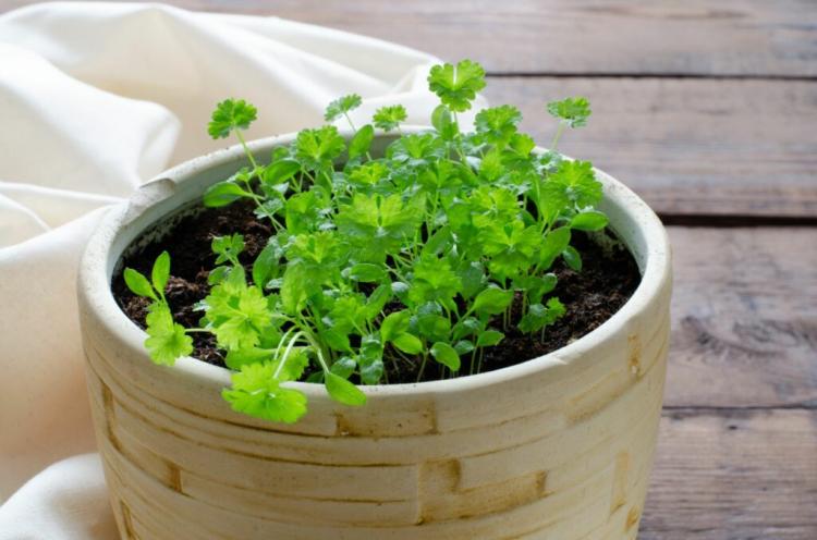 Caring for parsley: cutting, fertilizing, watering & Co.