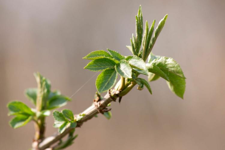 Cutting elderberry: timing & procedure when cutting back