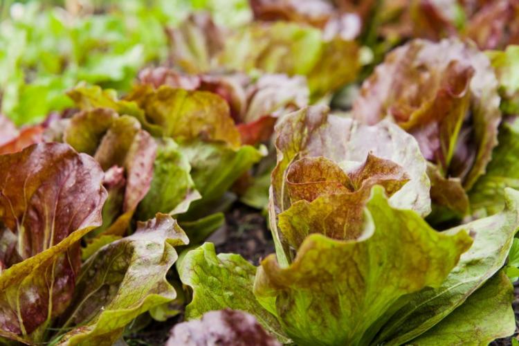 Iceberg lettuce: everything you need to know about growing & harvesting a healthy lettuce