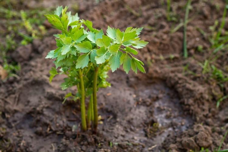 Lovage Plants: Cultivation Of The Maggikraut In Pot And Bed