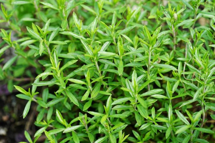 Hardy herbs: suitable species for gardens and balconies