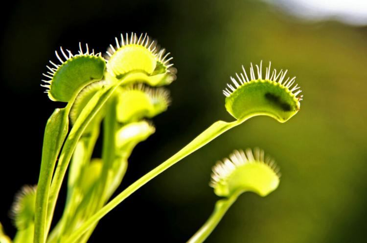 Venus Flytrap: Everything You Need To Know From Caring For The Carnivore To Multiplying