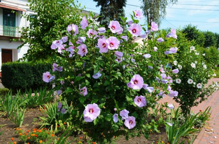 Hibiscus plants: expert tips for location & propagation