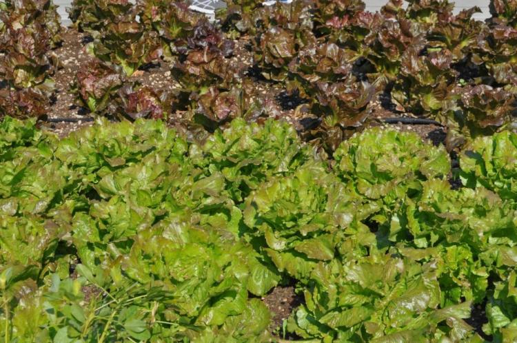 Batavia lettuce: everything to grow and harvest in the garden