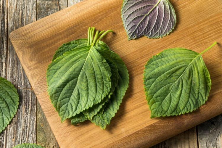 Shiso & Perilla: The exotic herb from the Far East
