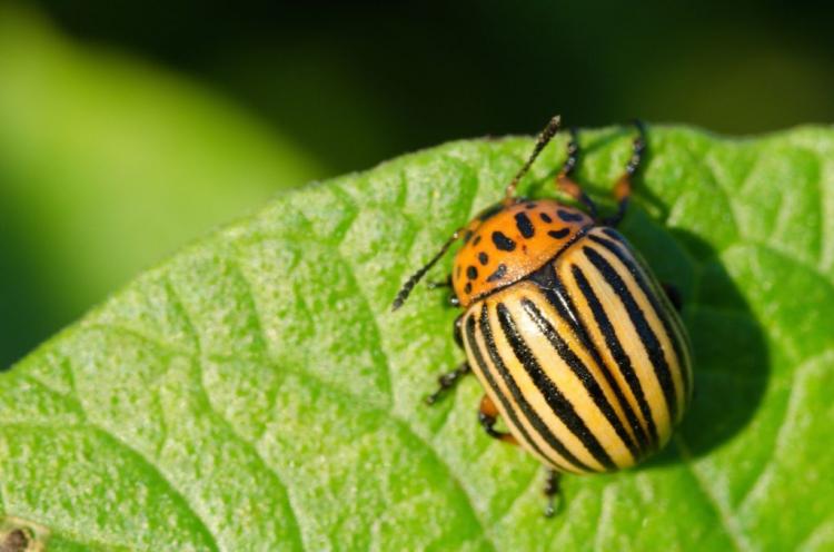 Fighting Colorado beetles: tips for fighting them naturally