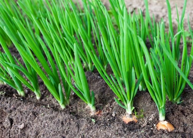 Planting onions yourself and growing them at home