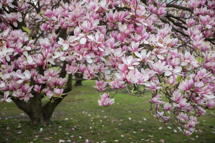 Magnolia Plants: Professional Tips For The Right Time And Location