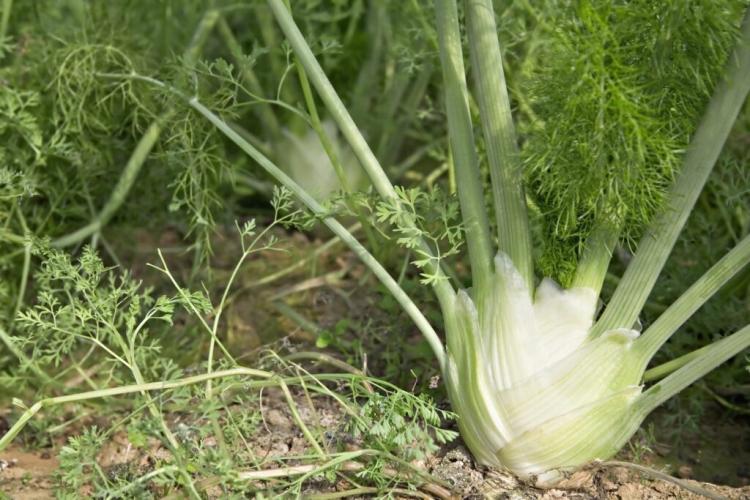 Fennel Types: New, Old & Resistant Varieties For The Garden