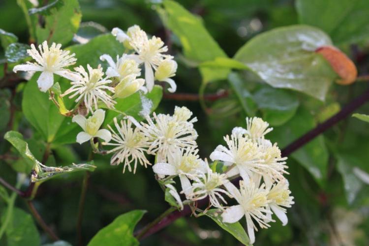 Clematis types and varieties: hardy & special varieties (overview)