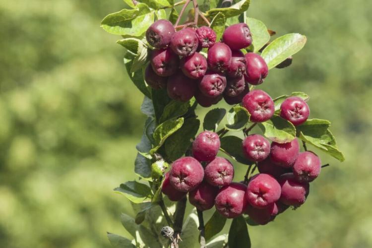 Chokeberry varieties: the most popular types & varieties of chokeberry