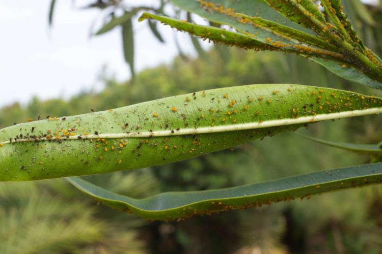 Oleander pests: identify & control infestation