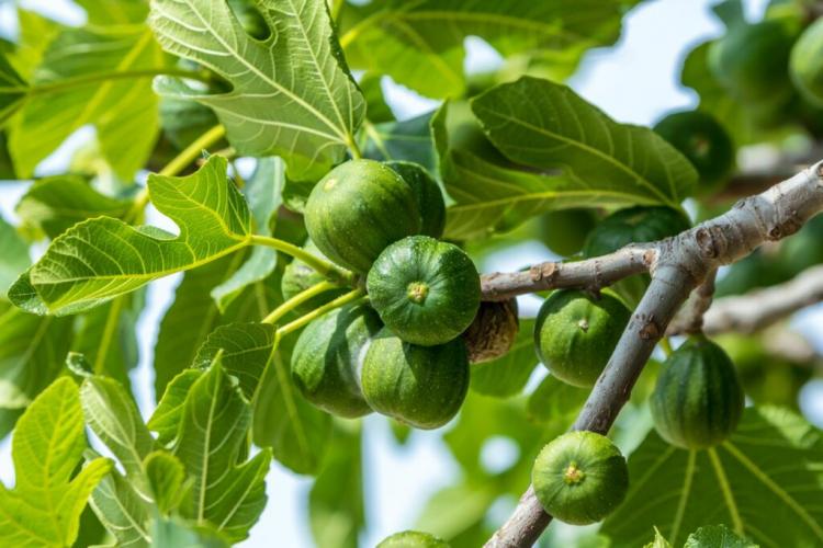 Pruning Fig Tree: When & How To Prune The Fig Back?