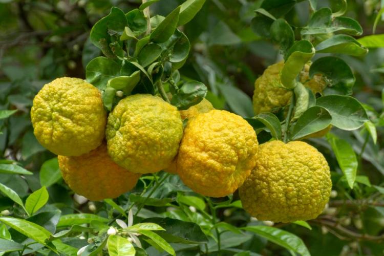 Bergamot: Everything About Planting, Caring For And Using The Fruit