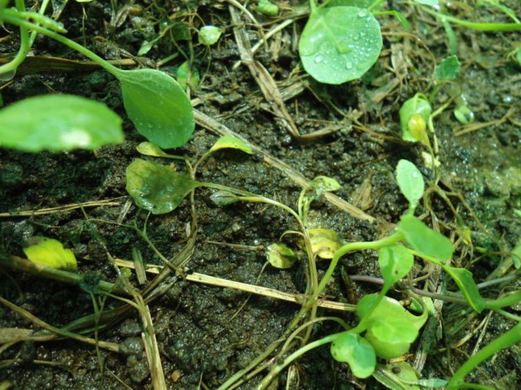 Tip-over sickness in seedlings: cause & measures