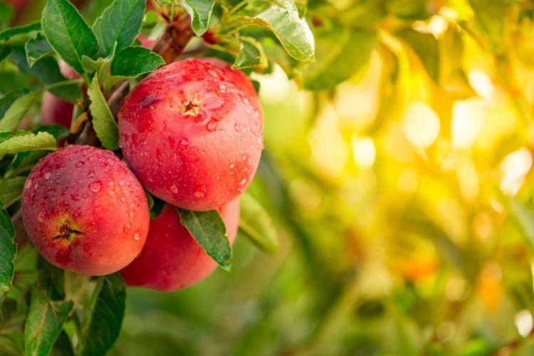 The right way to harvest & store apples: helpful tips