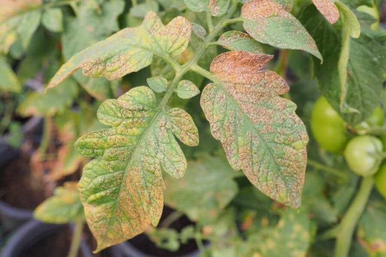 Fighting thrips: Recognizing the damage and fighting successfully