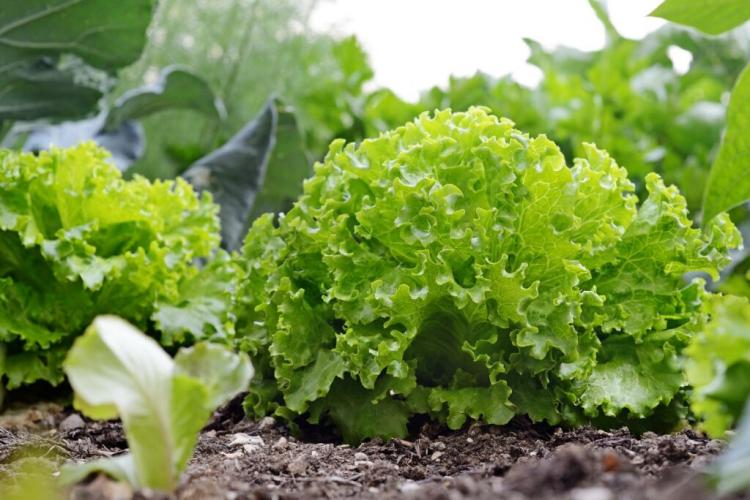 Lettuce: Planting, Harvesting & Choosing a Variety