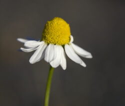 Chamomile: the queen of medicinal herbs