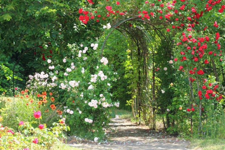 Creating a rose arch: expert tips and suitable varieties