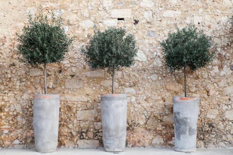 Olive tree in pot: care and overwintering