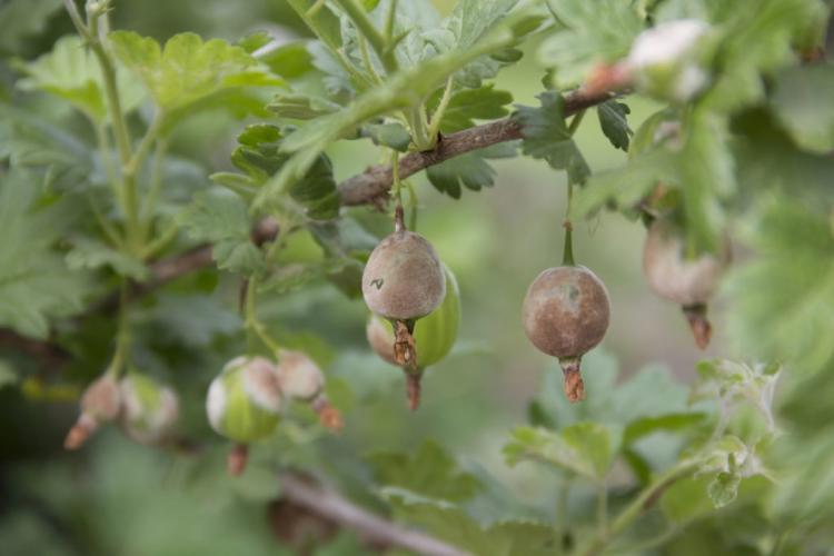 Fertilizing gooseberries: when, how & with what?