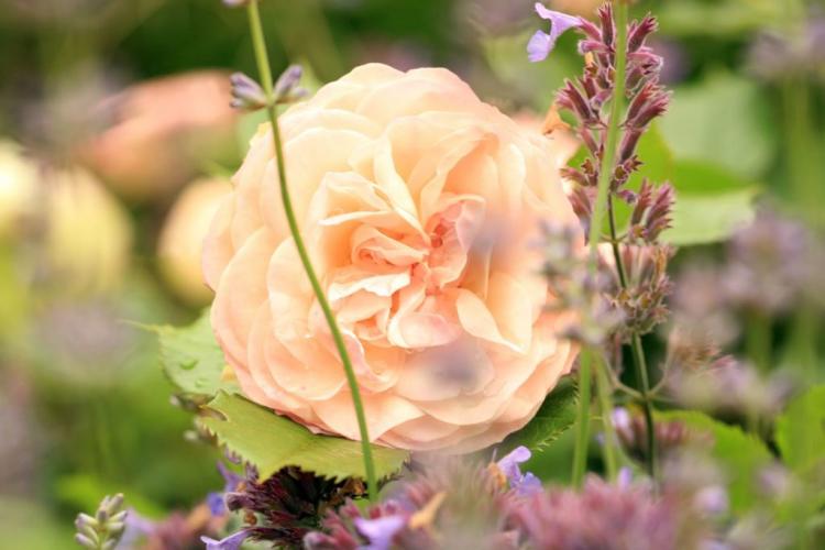 Types of roses: the 12 most beautiful rose classes at a glance