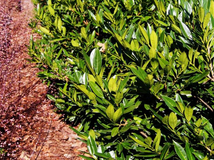 Fertilizing Cherry Laurel: Instructions And Care Tips