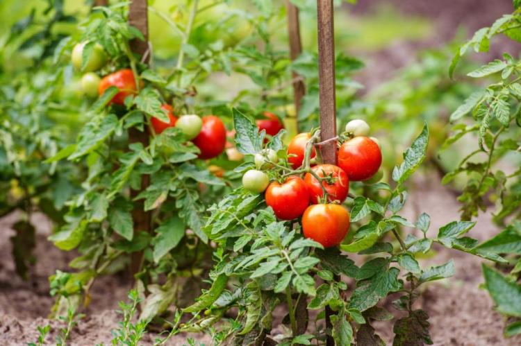 Pruning Tomatoes: How To Properly Remove Shoots From Tomato Plants