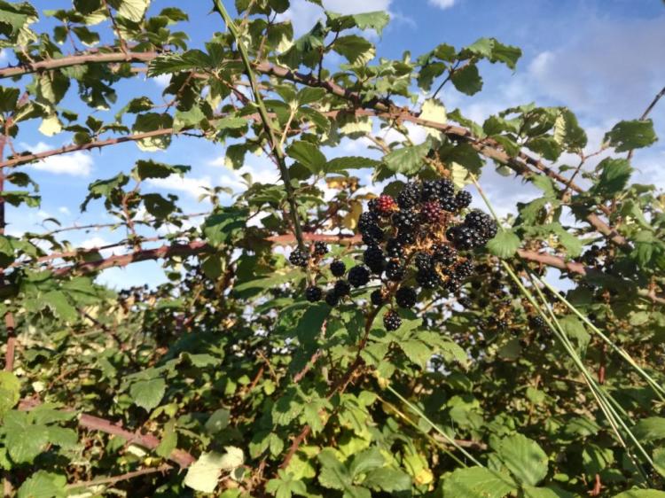 Propagating blackberries: cuttings, sinkers & Co.