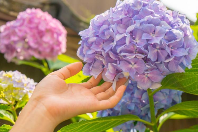 Hydrangea Fertilizers: Everything You Should Know At A Glance
