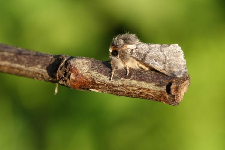 How To Get Rid Of Oak Processionary Moth