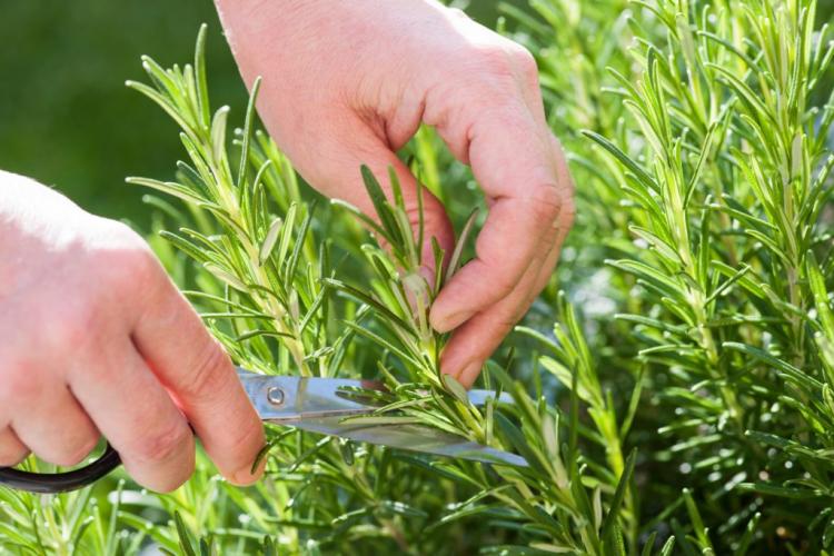 Harvesting herbs: right time & tips for harvesting