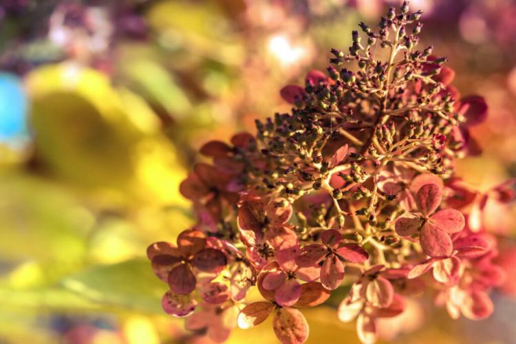 Pruning Panicle Hydrangea: The Right Time & Instructions For Procedure