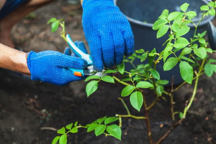 Propagating Roses: Tips For Propagating With Seeds And Cuttings