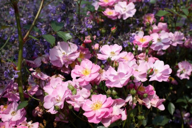 Cutting ground cover roses: tips & tricks for the perfect cut
