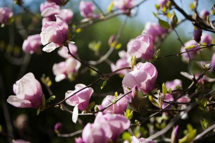 Magnolia plants: professional tips for the right time & location