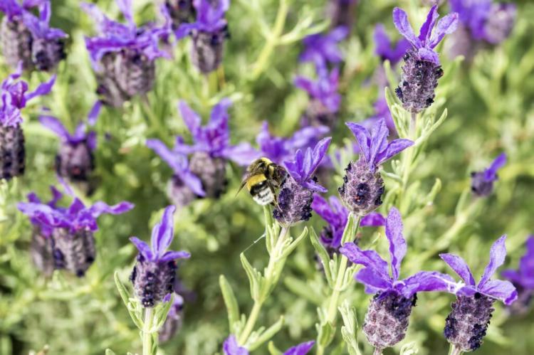Lavender Types: The Top 25 Types Of Real Lavender (Overview)