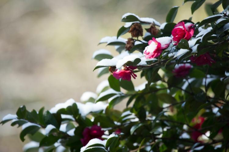 Wintering Camellia: Care Tips And Hardy Camellia Varieties