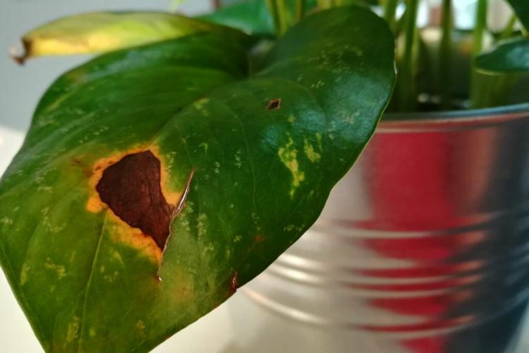 Efeutute care: watering, cutting & tips for yellow leaves
